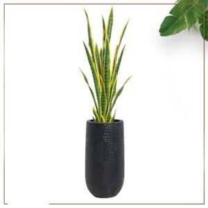 حوض اسمنتي اسطواني اسود